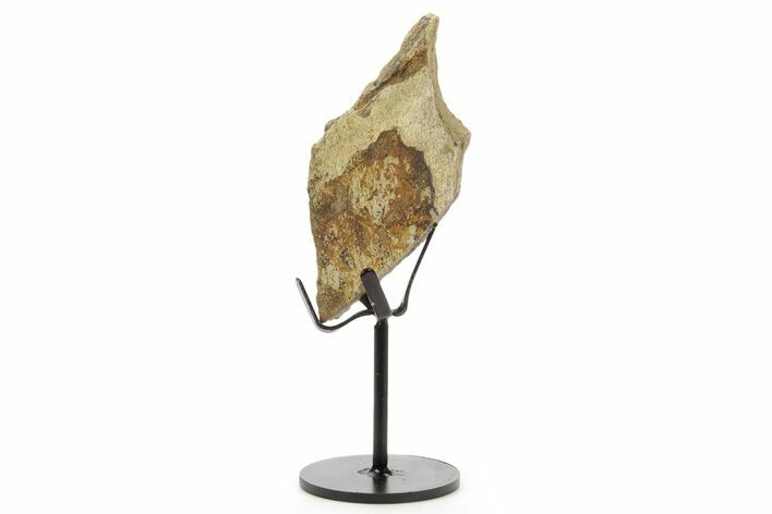 Fossil Triceratops Skull Section w/ Metal Stand - South Dakota #378573